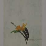 ΜΑΚΡΟΥΛΑΚΗΣ ΜΙΧΑΛΗΣ ΚΟΛΟΚΥΘΑΚΙΑ