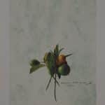 ΜΑΚΡΟΥΛΑΚΗΣ  ΜΙΧΑΛΗΣ ΛΕΜΟΝΙΑ - 2