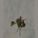 ΜΑΚΡΟΥΛΑΚΗΣ ΜΙΧΑΛΗΣ ΛΕΜΟΝΙΑ -1