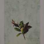 ΜΑΚΡΟΥΛΑΚΗΣ  ΜΙΧΑΛΗΣ ΛΕΜΟΝΙΑ - 3