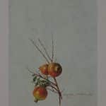 ΜΑΚΡΟΥΛΑΚΗΣ ΜΙΧΑΛΗΣ ΡΟΔΙΑ